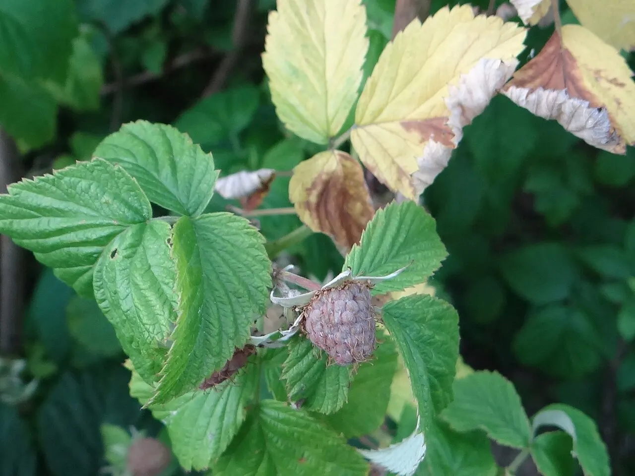 Purpurinė dėmėtligė ant aviečių stiebo