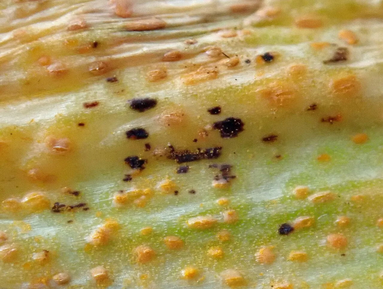Rūdys ant česnako lapo
