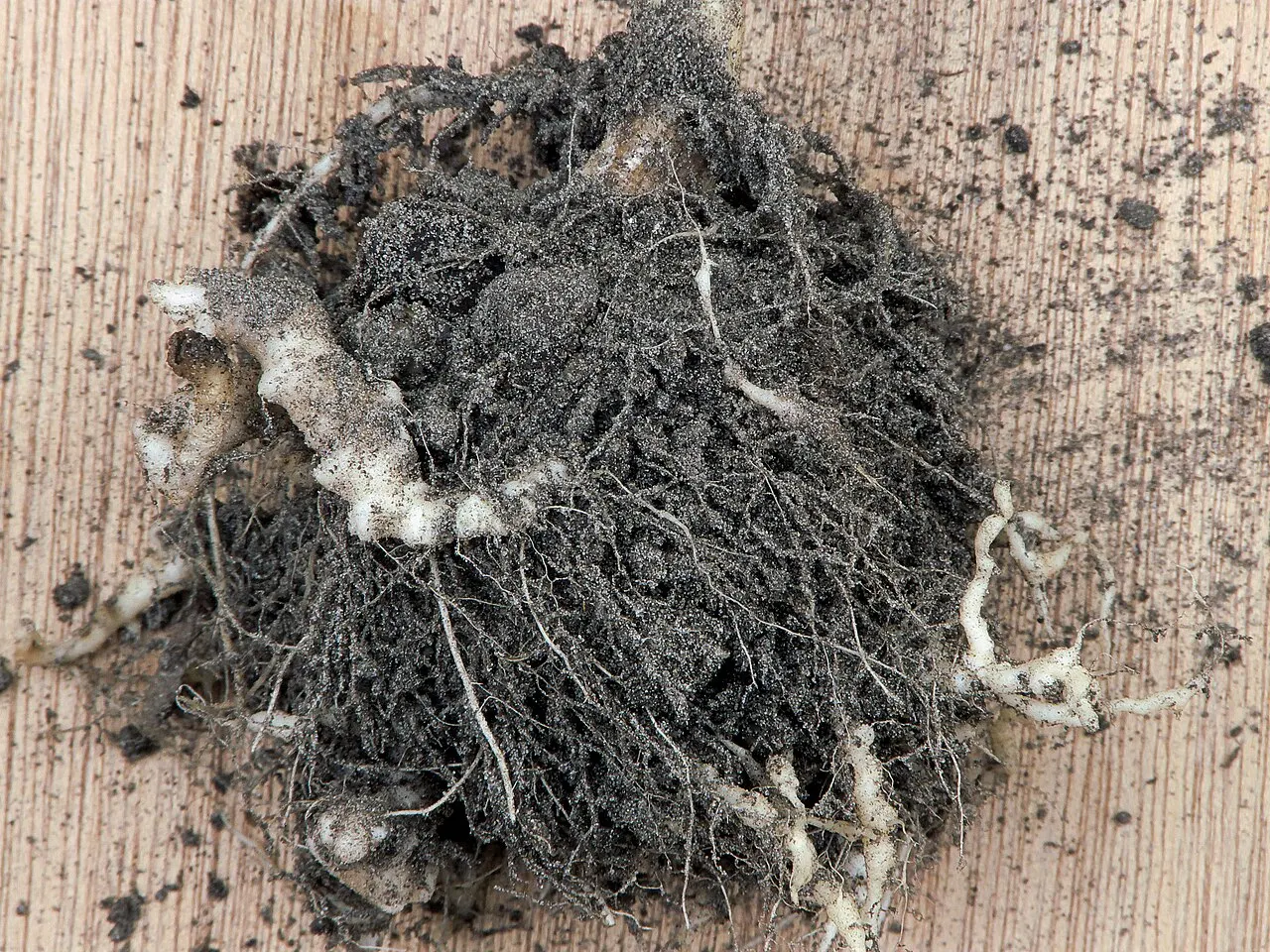 Kopūstinių kila: gumbai ant šaknų (nuotraukoje žiedinis kopūstas)