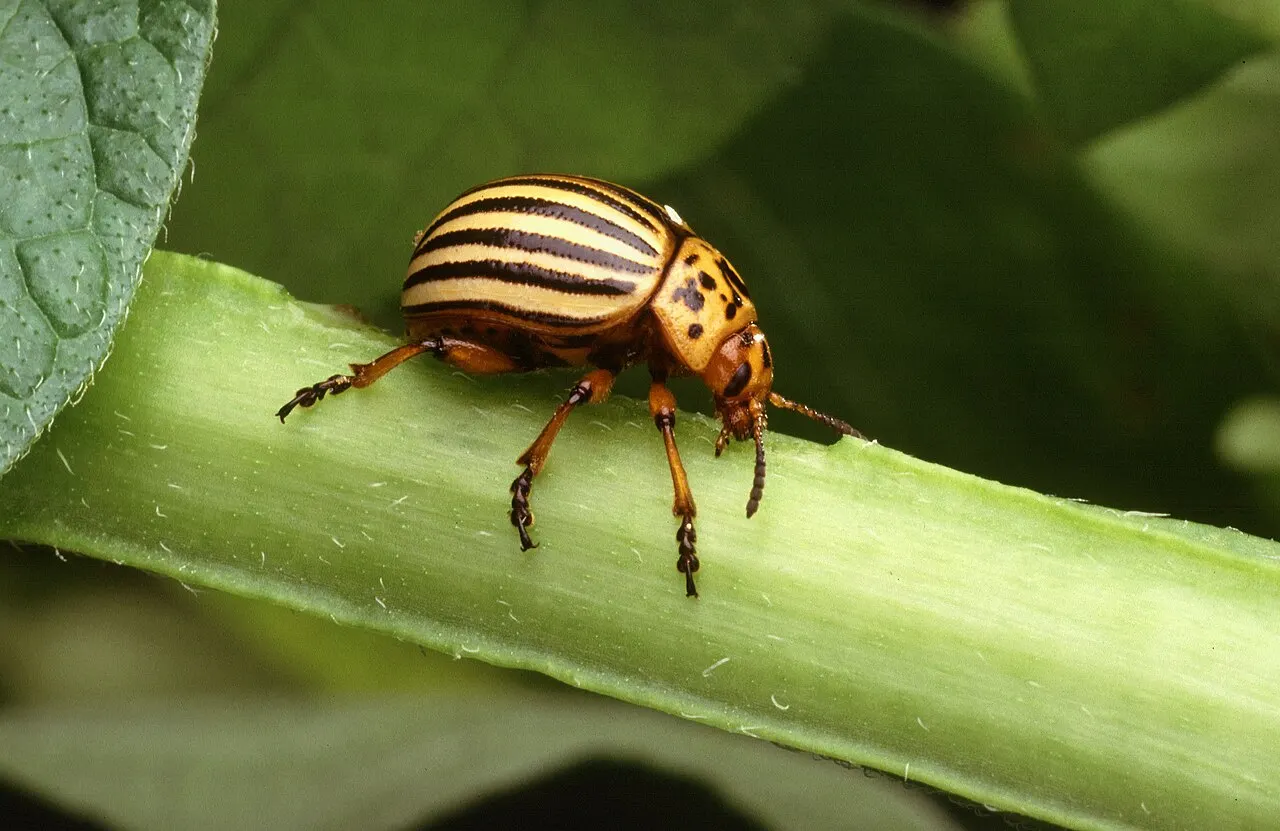Kolorado vabalas