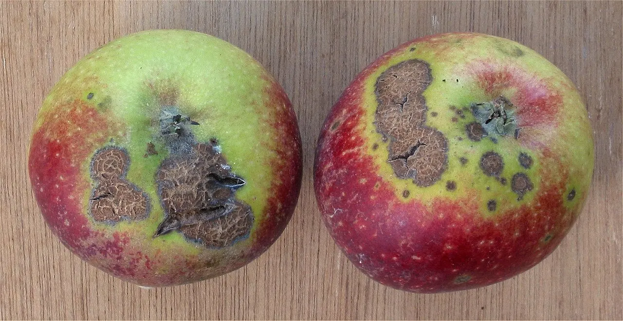 Rauplės ant obuolio