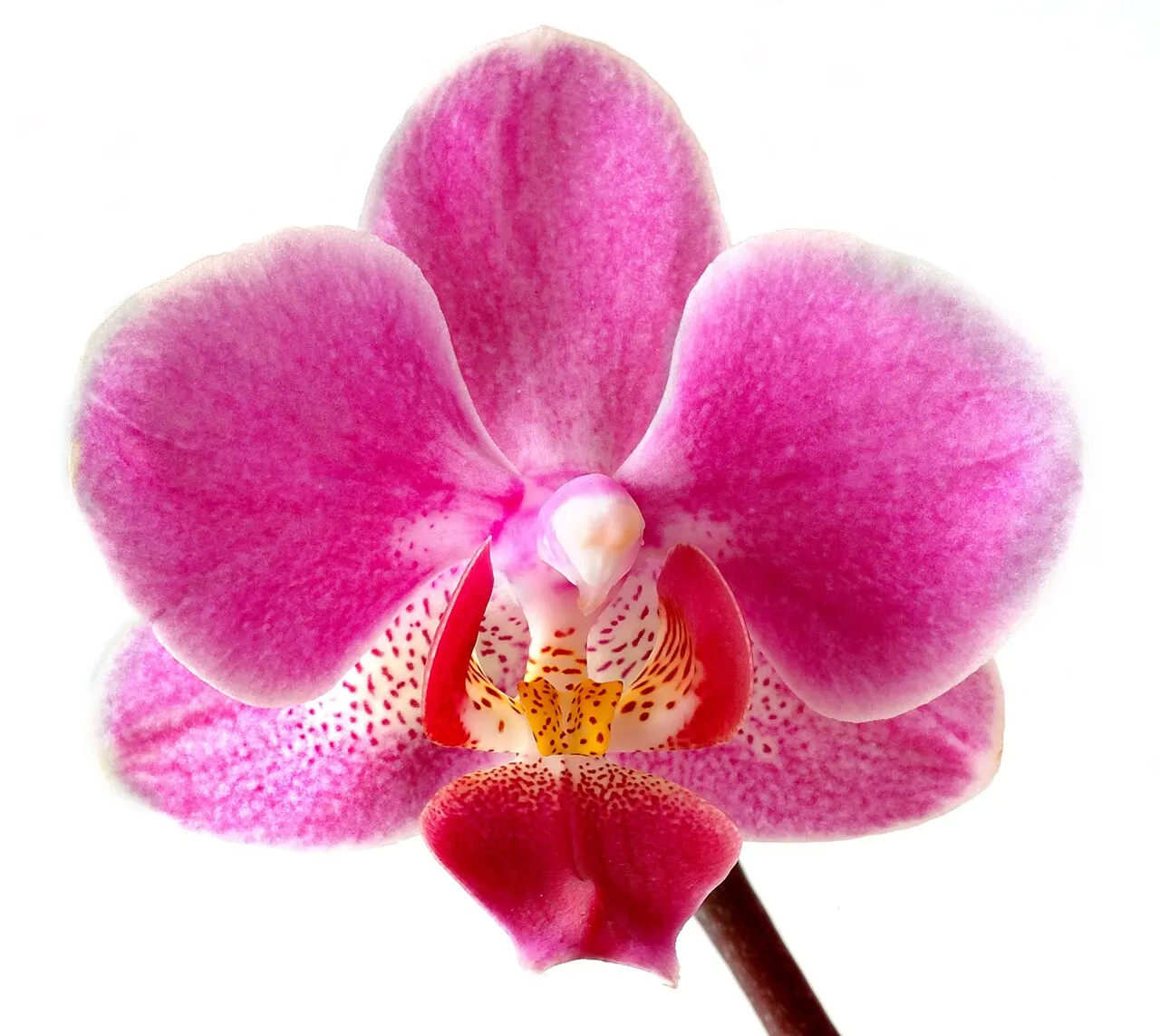 Žydinti falenopsio orchidėja