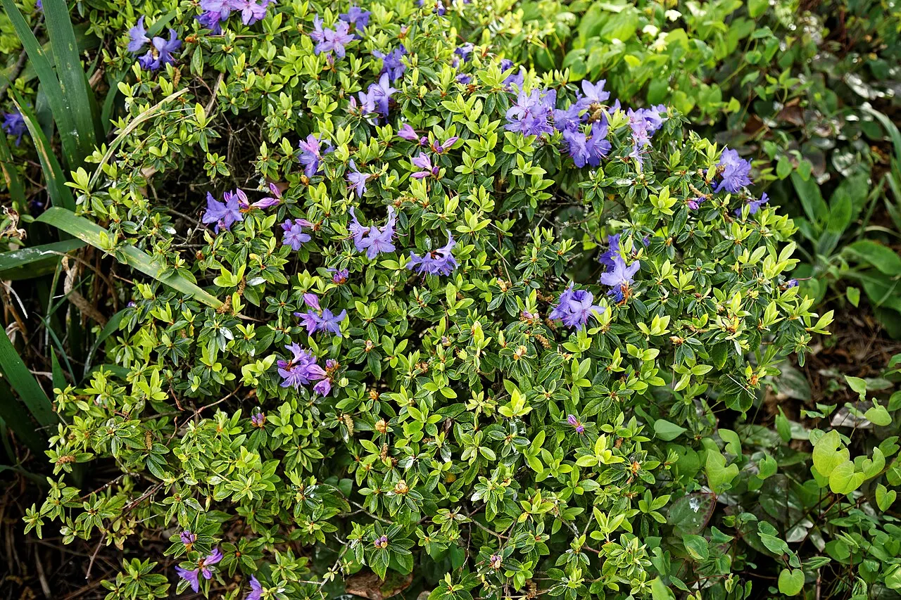 Žydintis rododendras