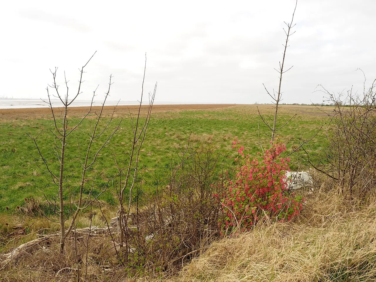 Juodųjų serbentų krūmas