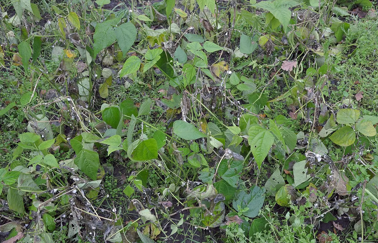Sklerotinis puvinys: baltas vatos pavidalo pelėsis ant stiebo (nuotraukoje pupelė)